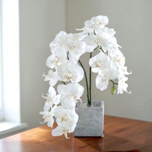 The Courier of Joy and Serene Grace: A Premium Two-Stemmed Orchid Sculpted in a Modern Concrete Vessel