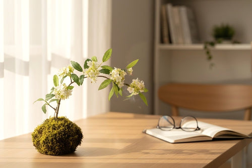A Miniature Bonsai Universe Bringing Calm to Your Life: Artisan Handcrafted Premium Kodemari Moss Ball "Shiromari"