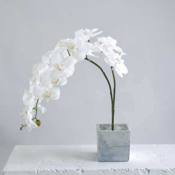 The Courier of Joy and Serene Grace: A Premium Two-Stemmed Orchid Sculpted in a Modern Concrete Vessel